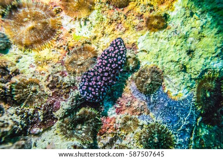 colorful sea slugs  in Thailand sea gulf