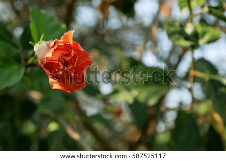Orange Chinese hibiscus bud on blurred background.