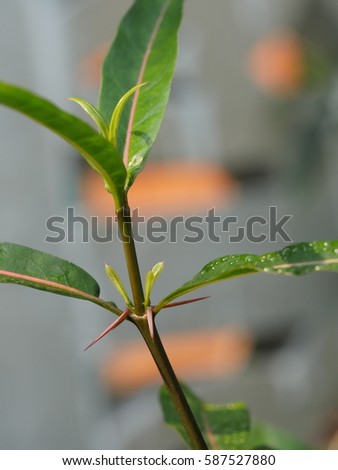  green branch of hophead philippine violet with sharp prickle close up, herbal plant