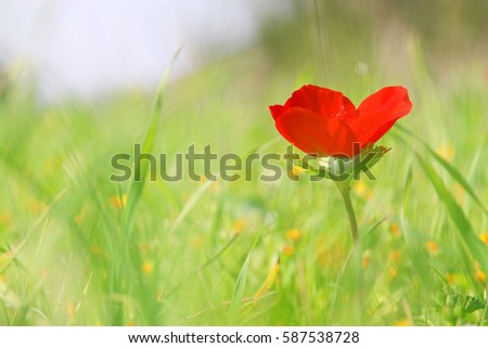 low angle photo of red poppy in the green field with light burst