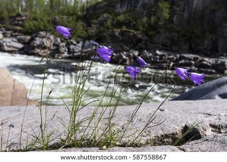 Bell flower on the river shore. Siberia, Russia	