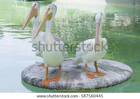 Three American white pelicans on a platform near water