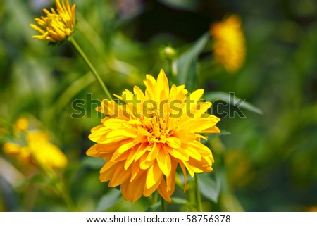 Summer yellow flower in garden