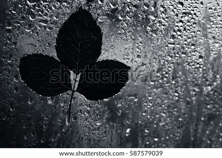 Rose Leaves on the wet glass.