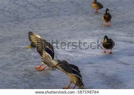 Ducks feeding.