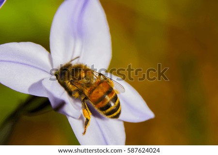 Hungry bee Royalty-Free Stock Photo #587624024