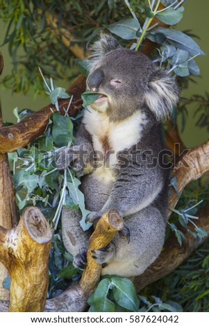 feeding koala Royalty-Free Stock Photo #587624042