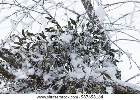 Still life composition with mistletoe. winter tree disease.