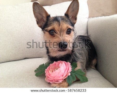 Cute little dog with large ears posed with a flower, chihuahua Yorkshire terrier cross, copy space to left