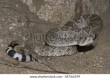 A western diamondback rattlesnake flicking its tongue.