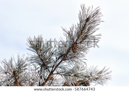 Winter landscape. Frost on the trees. Mist evaporation of water. Blue sky. Sunny day. Opaque air saturated with water vapor, filled with bright light of the sun