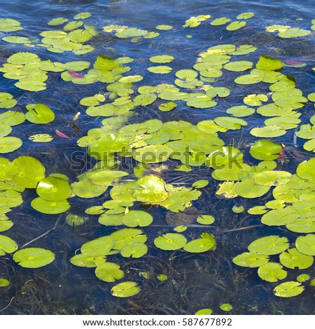 Prickly water lily pond in a park.High-resolution seamless texture