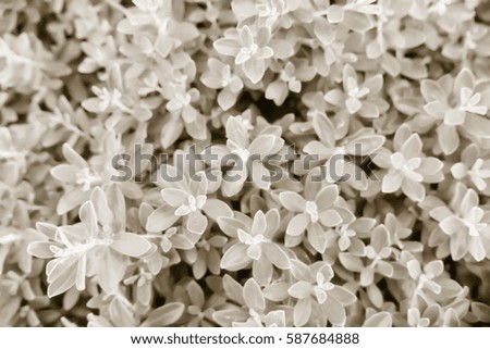 Picture blurred  for background abstract and can be illustration to article of leaf