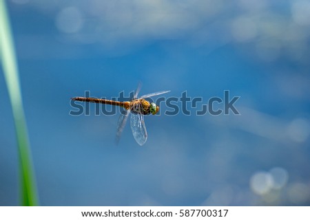 Macro picture of dragonfly flying on the water