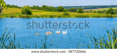 Photo of swans on the beautiful blue lake at summer