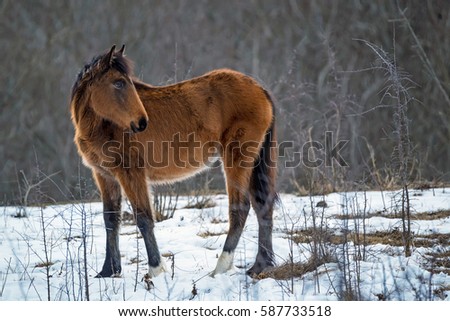 Foal grazing in winter