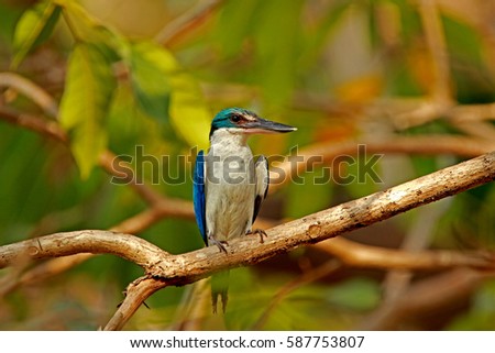 Collared kingfisher on branch