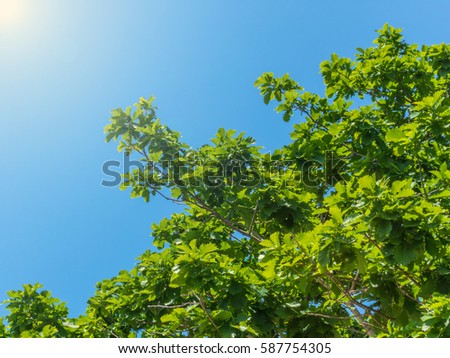 Green tree on the sky background