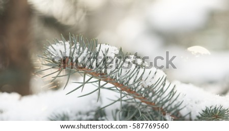 fir branches covered with snow in the morning closeup with shallow focus, 4k photo
