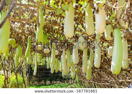 gourd, Calabash gourd, White flowered gourd, fruit and trees in the garden