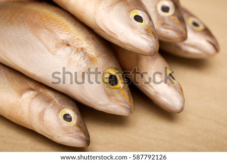 several sea bass on a light background