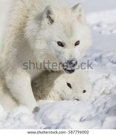 Arctic wolves fighting