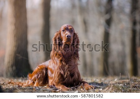 Irish setter hound dog in the winter forrest Royalty-Free Stock Photo #587801582