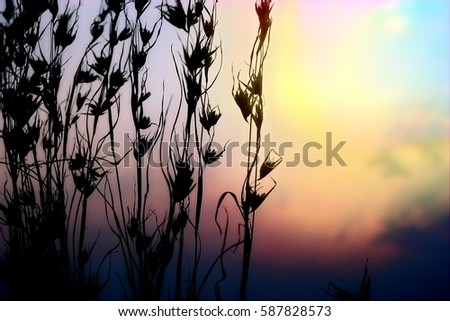 abstract large lunar shadow over horizon sky with small sun background with main focus on dry forestry flowers branches