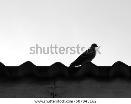 Black and white picture of single dove silhouette sitting on the roof.