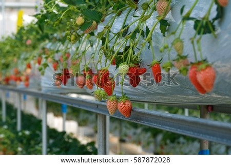 Strawberry farm in japan that are growing in greenhouses at the morning, Selective focus image