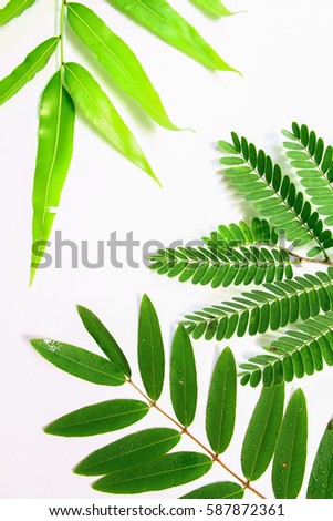Green leaves on a white background .