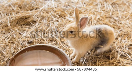 Little rabbit on hay