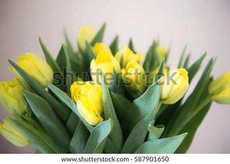 Yellow tulips close up picture