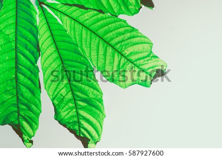 Green leaf pattern on the surface,Low key Dark lighting Nature background, green leaves in natural light and shadow symbolic of peaceful and safe the Earth or life or Zen.