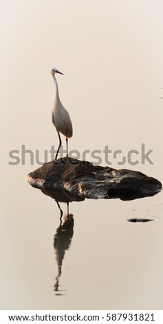 Bird standing on a rock,shadow