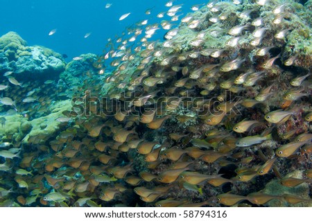 Large School of Glassy Sweepers in around large Boulder Coral, picture taken in Broward County Florida.