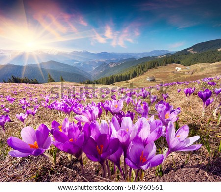 Colorful spring landscape in Carpathian mountains with fields of blooming crocuses. Marvelous outdoors sunrise in the mountain valley. Ukraine, Europe. Beauty of nature concept background.
