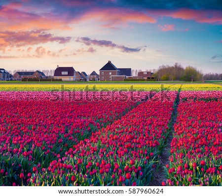 Fantastic spring sunrise with fields of blooming tulip flowers. Colorful outdoor scene in Nethrlands, Lisse village location. Beauty of nature concept background. Artistic style post processed photo.
