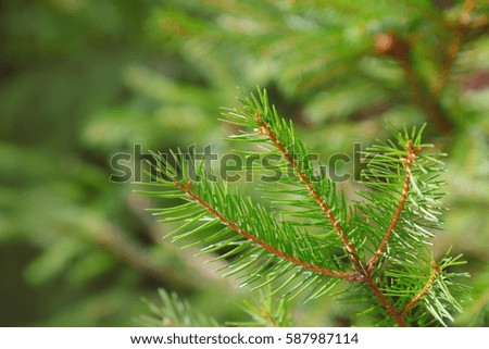 Fir tree branches, closeup