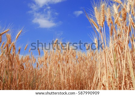 Ripe golden wheat field and blue sky. Sunny summer day backdrop. Colored photography, bottom view