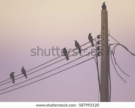 Retro color image, Silhouette of a crow on pillar electric line in the morning light
