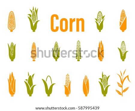 Corn icons. Vector illustration isolated on white background. Concept for organic products label, harvest and farming, grain, bakery, healthy food. Royalty-Free Stock Photo #587995439