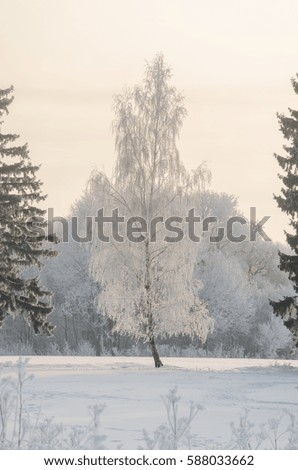 Winter beauty