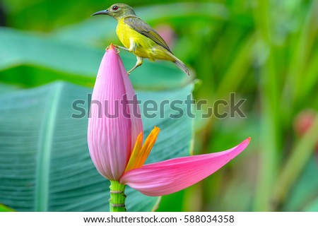 Yellow calibri bird on exotic green background . Small humming bird sitting on tropical banana flower.