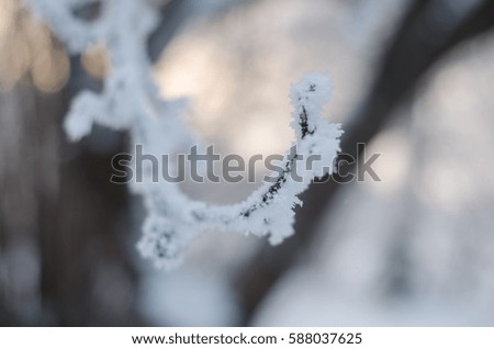 winter beauty