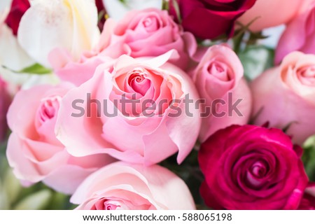 Bunch of unusual fresh big pink red rose closeup magic