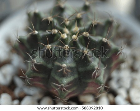 Close-up Cactus Family on wooden background, (Many cactus in pot)