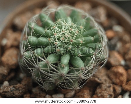 Close-up Cactus Family on wooden background, (Many cactus in pot)