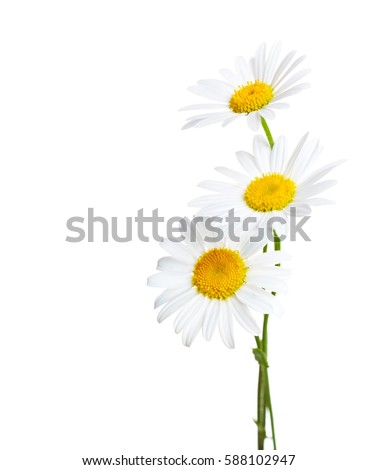 Three flowers of Chamomiles  ( Ox-Eye Daisy ) isolated on a white background.
