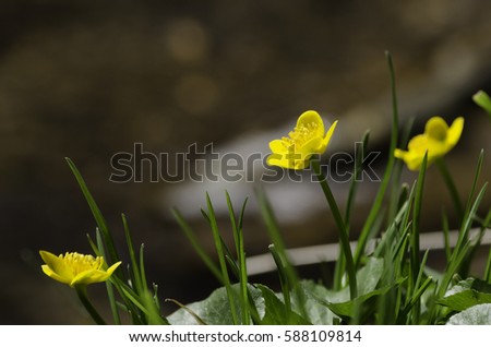 Buttercups in forest